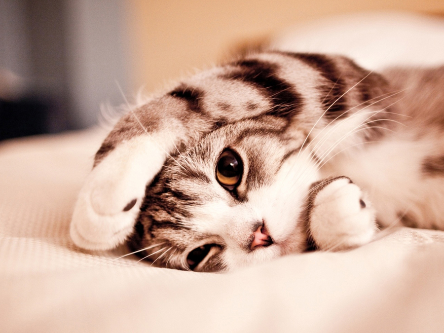 萌猫萌到哭图片