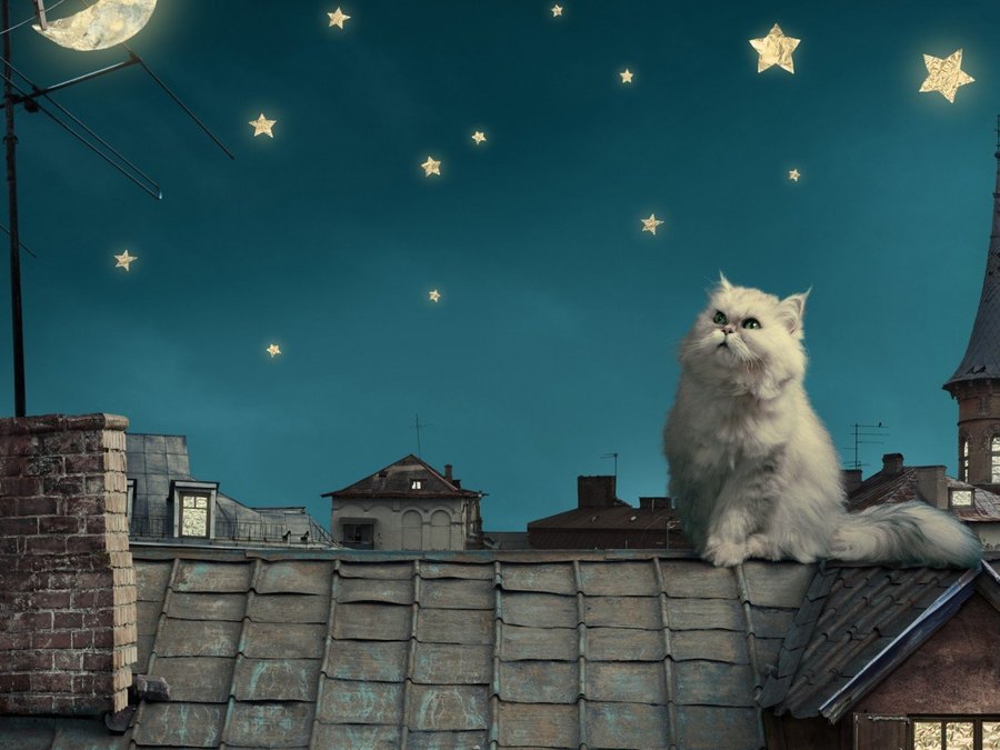一座房子上面有枯枝打一成语疯狂_疯狂猜成语2龙卷风上有个箭头_屋顶上的疯狂