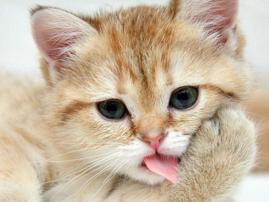 可爱猫咪