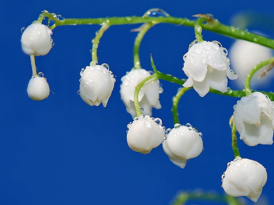 铃兰花图片