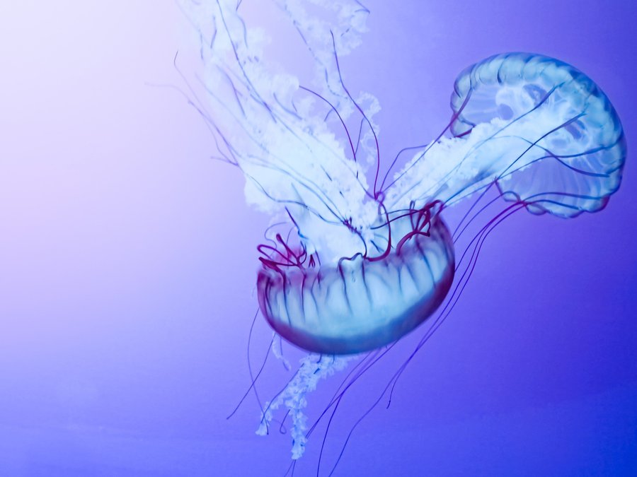 漂亮的蓝色水母