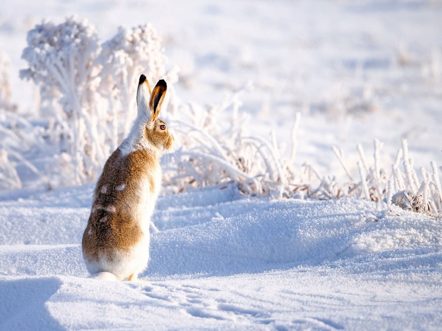 原创| 雪地里的长椅 冬天守望着夏日的繁花落尽